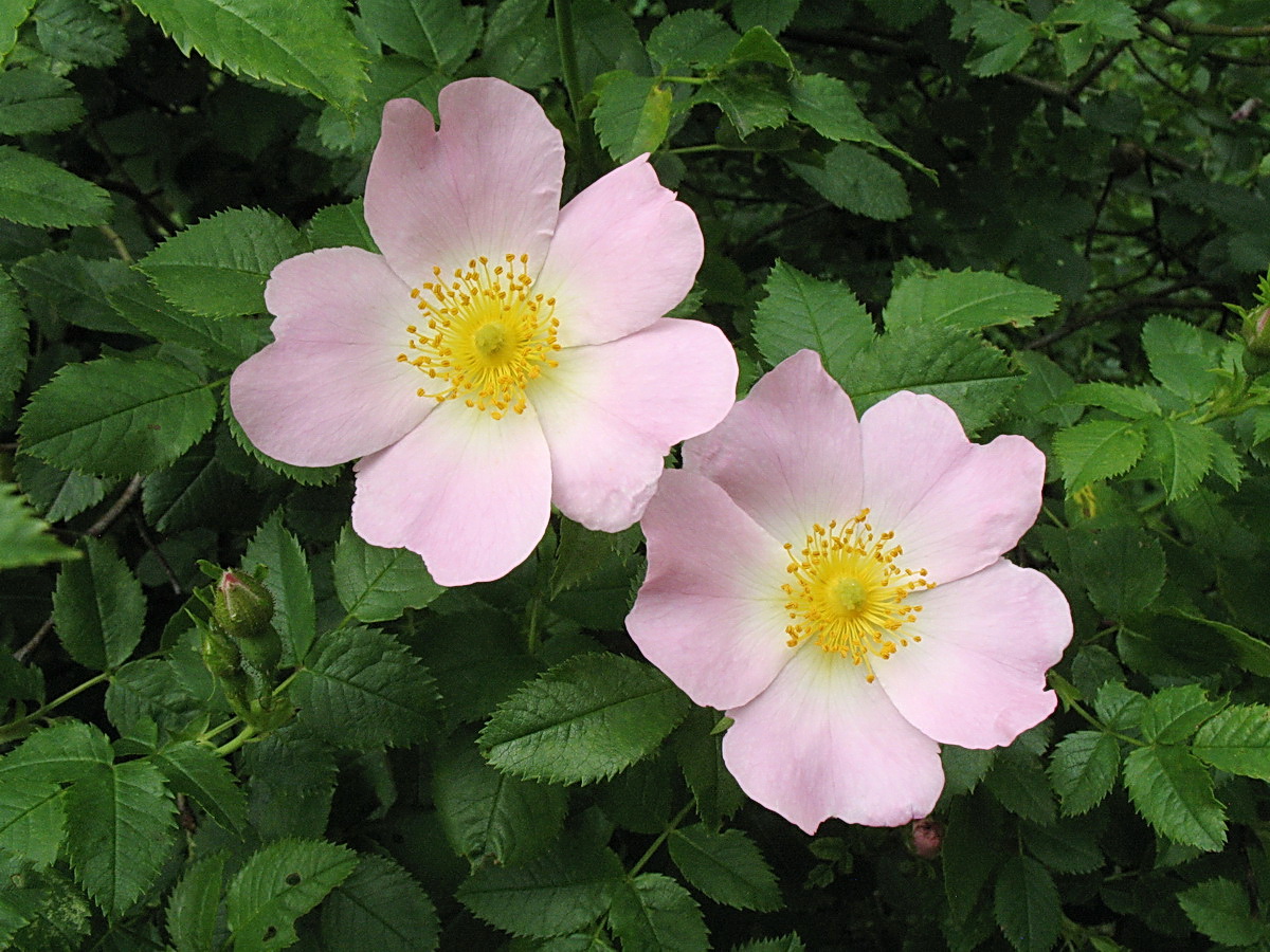 Image of Rosa laxa specimen.