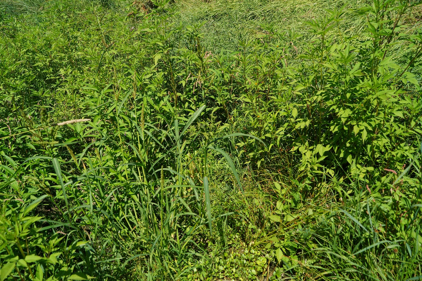 Image of Echinochloa crus-galli specimen.