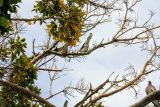 Celtis australis. Верхушки веток с отдыхающими горлицами. Израиль, г. Бат-Ям, на стоянке, около парка. 02.01.2016.