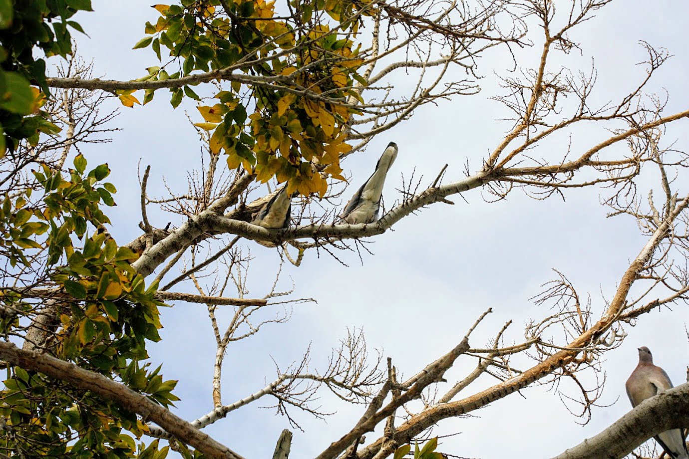 Image of Celtis australis specimen.