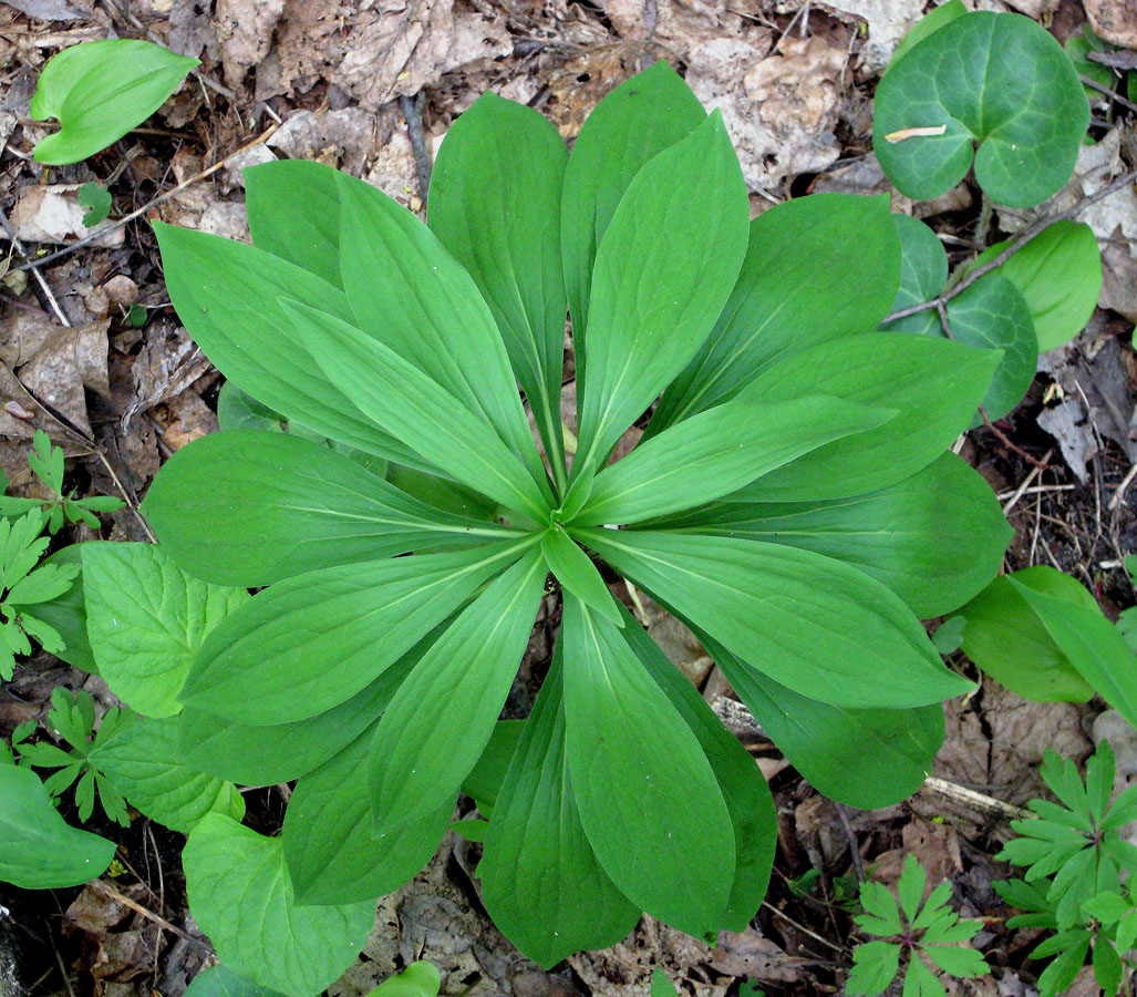 Image of Lilium martagon specimen.
