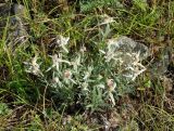 Leontopodium leontopodioides