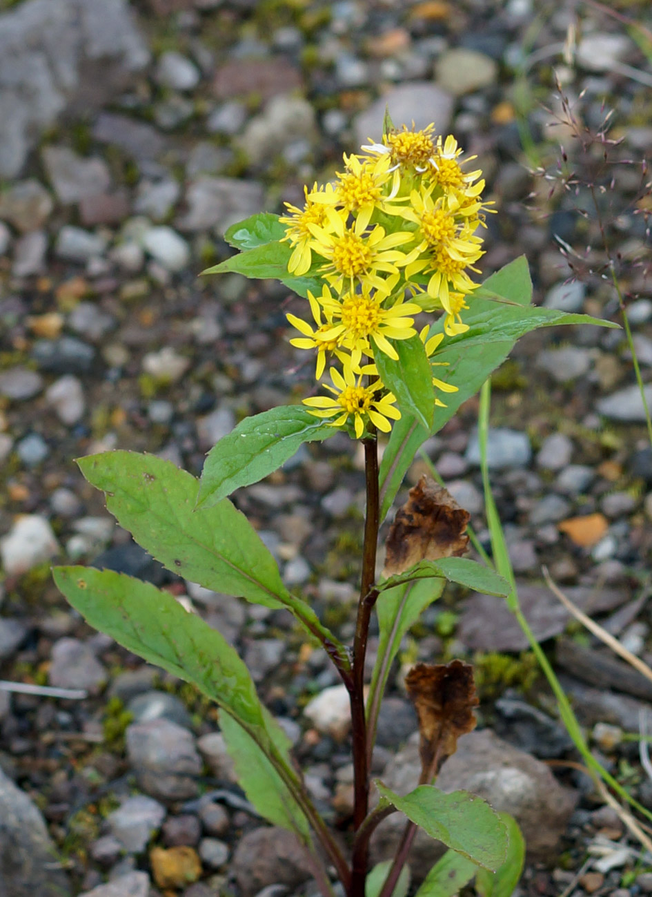 Изображение особи Solidago cuprea.