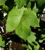 род Vitis. Лист. Волгоград, Красноармейский р-н, ул. Фадеева, озеленение. 17.08.2017.