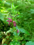 Stachys sylvatica. Верхушка цветущего растения. Беларусь, Гродненская обл., Новогрудский р-н, Республиканский ландшафтный заказник «Новогрудский», лес Ковалёво, обочина грунтовой дороги в ельнике зеленомошном. 07.08.2014.