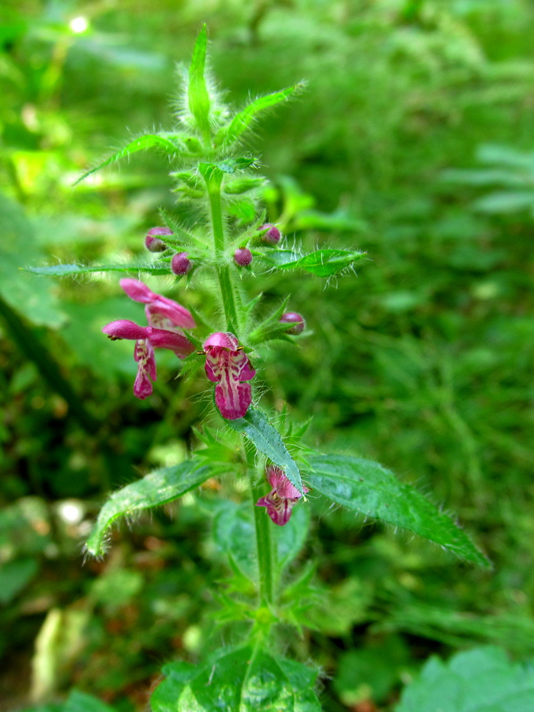 Image of Stachys sylvatica specimen.