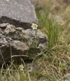 Lloydia serotina. Цветущее растение. Кабардино-Балкария, южный склон Эльбруса, путь к Терскольской обсерватории. Июнь 2002 г.
