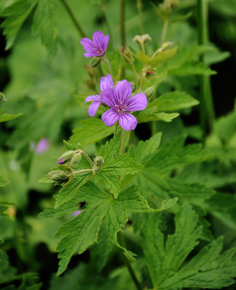 Изображение особи Geranium sylvaticum.