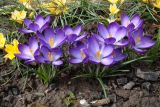 Crocus tommasinianus. Цветущие растения (голландский материал, сорт 'Ruby Giant'). Краснодарский край, г. Усть-Лабинск, на приусадебном участке. 17.03.2018.