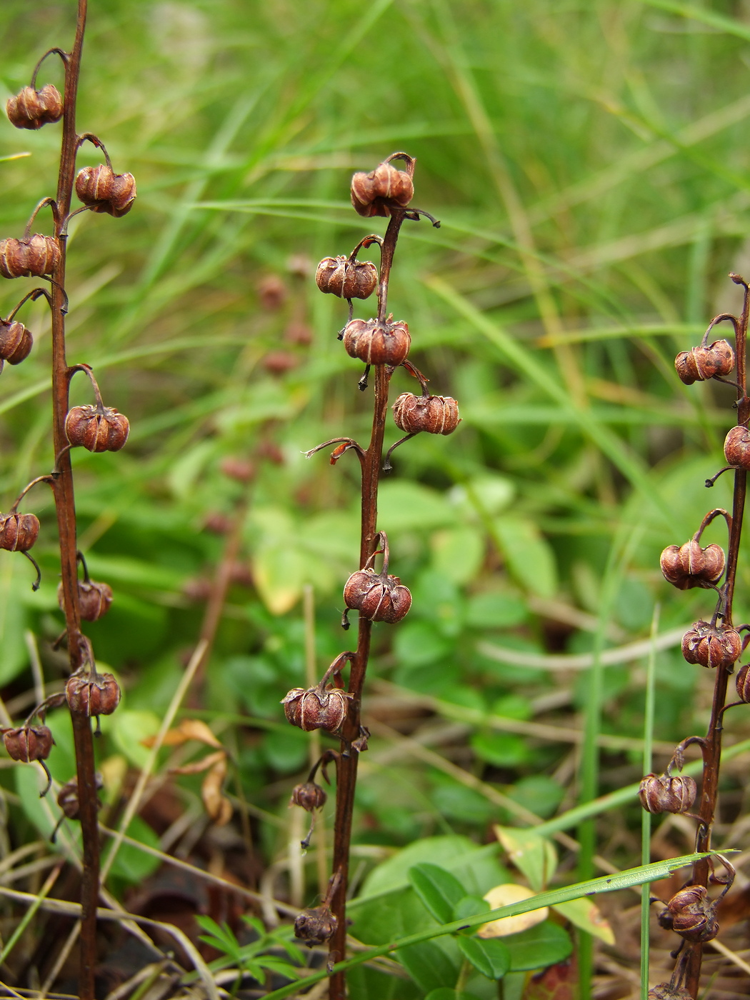 Изображение особи Pyrola incarnata.