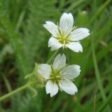 Cerastium nemorale