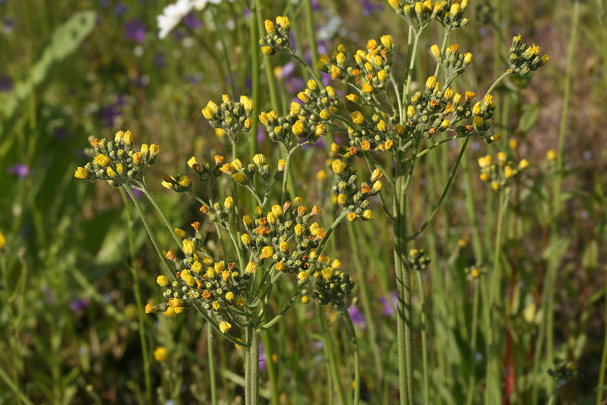 Изображение особи Pilosella cymosa.