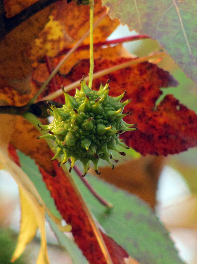 Изображение особи Liquidambar styraciflua.