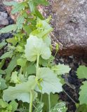 Senecio flavus. Верхушка веточки с соцветиями (вид с абаксиальной стороны листьев). Испания, автономное сообщество Канарские о-ва, о-в Фуэртевентура, провинция Las Palmas, муниципалитет Pajara, пос. La Lajita, \"Оазис-Парк\", ботанический сад, сорное. 09.03.2918.