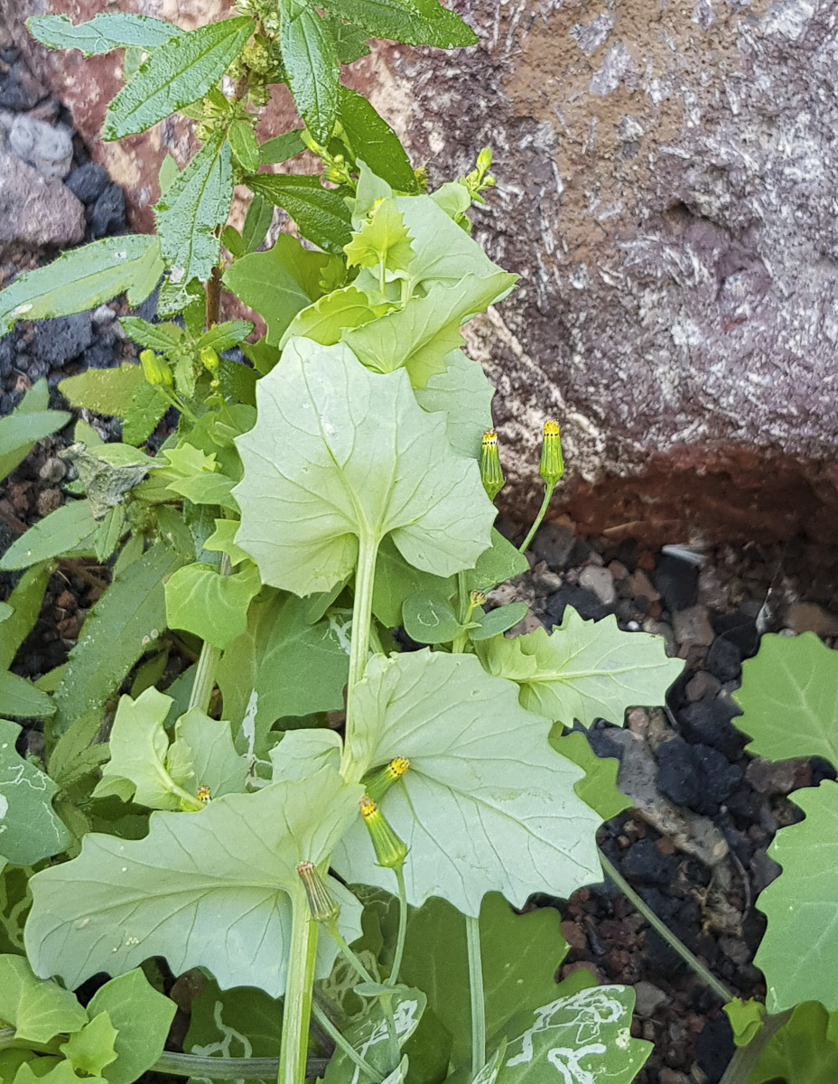 Изображение особи Senecio flavus.