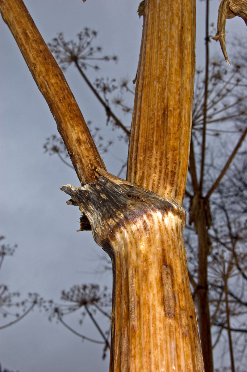 Image of Heracleum sosnowskyi specimen.