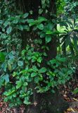 Psychotria sarmentosa. Побеги на стволе дерева. Малайзия, о-в Калимантан, национальный парк Бако, опушка влажного тропического леса. 11.05.2017.