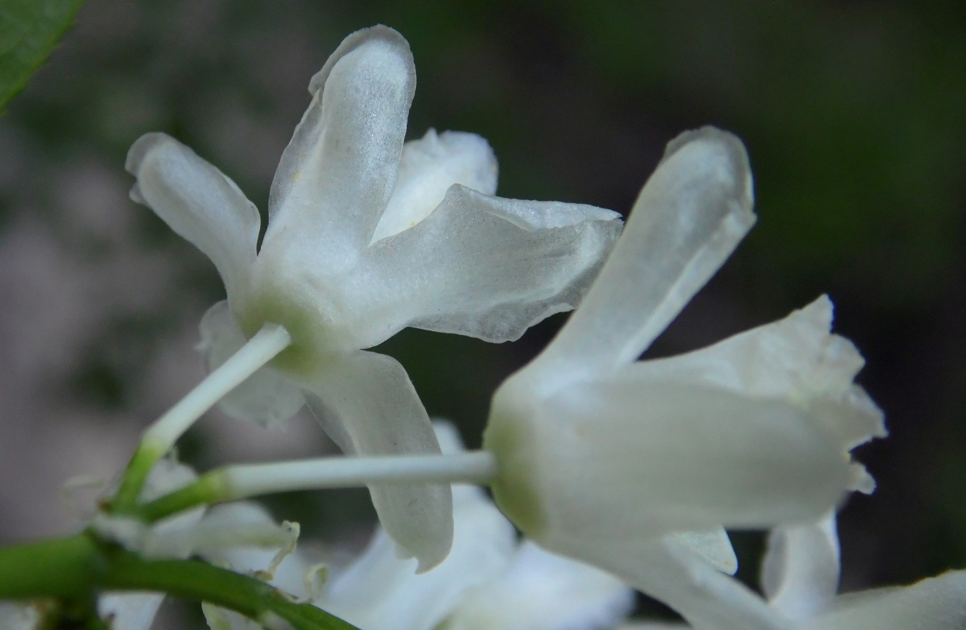 Image of Staphylea colchica specimen.