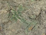 Astragalus subuliformis