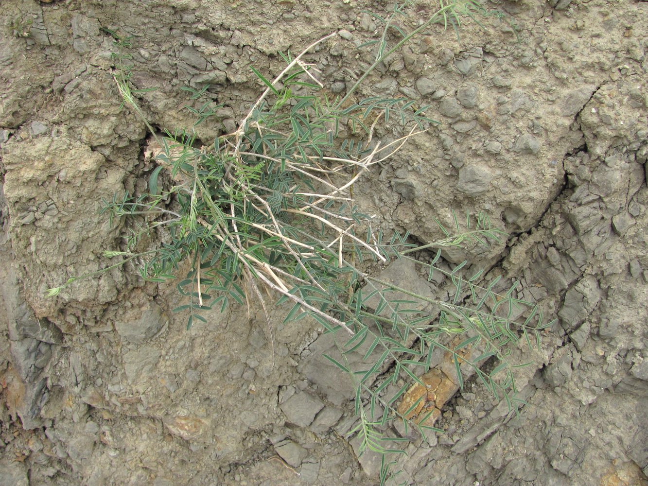 Image of Astragalus subuliformis specimen.