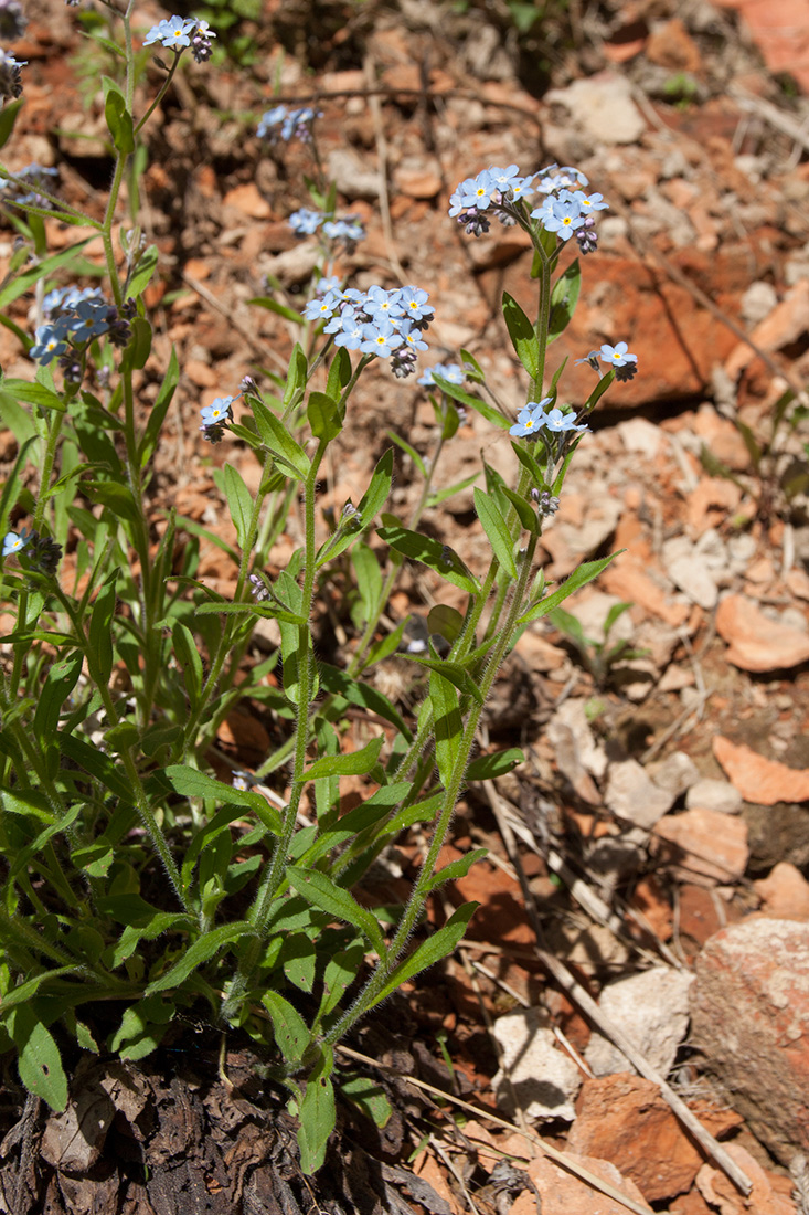 Изображение особи Myosotis sylvatica.