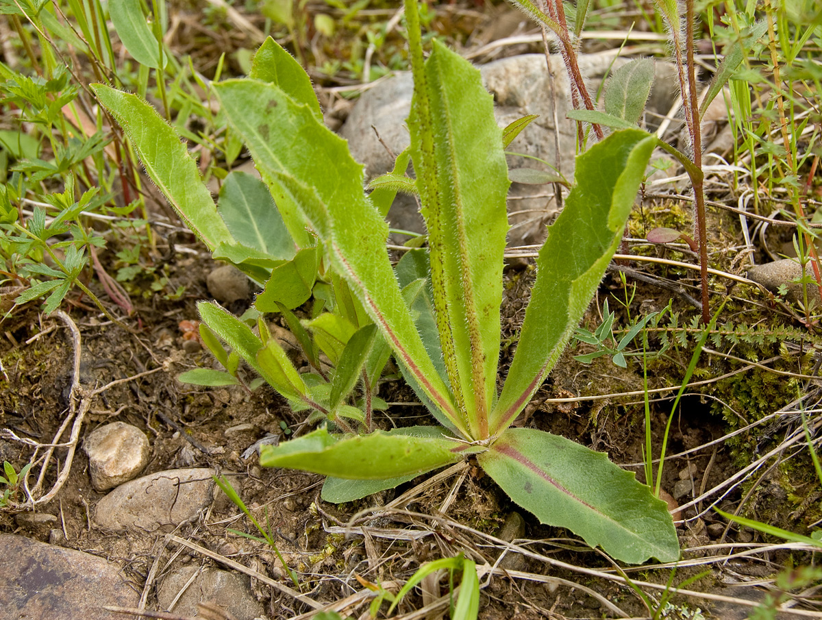 Изображение особи Trommsdorffia maculata.