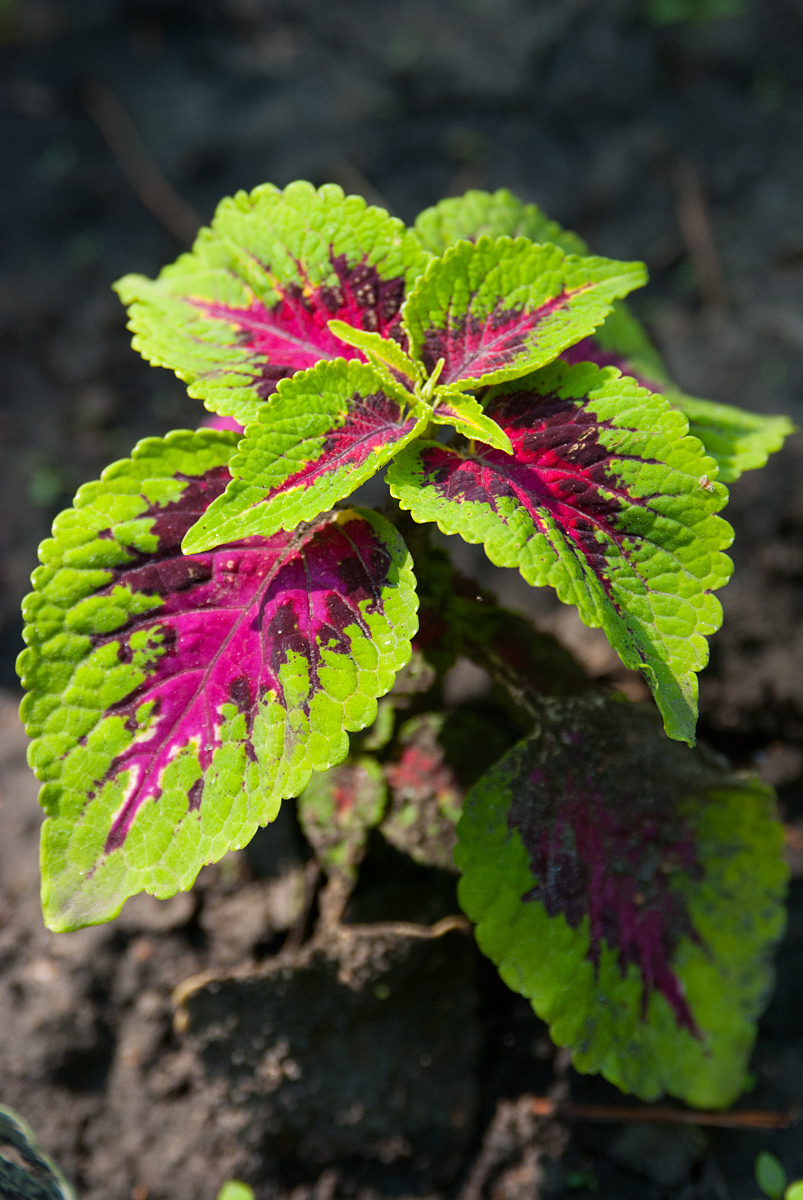 Image of Coleus scutellarioides specimen.