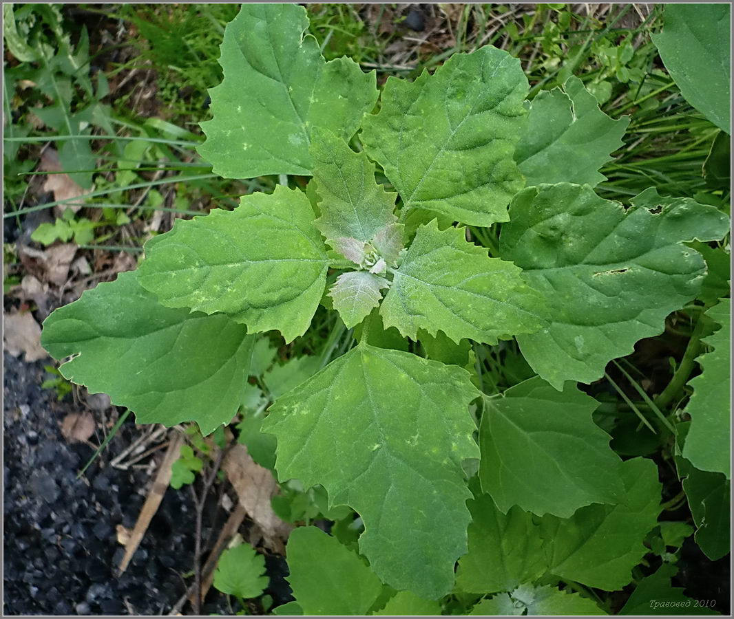 Изображение особи Chenopodium album.