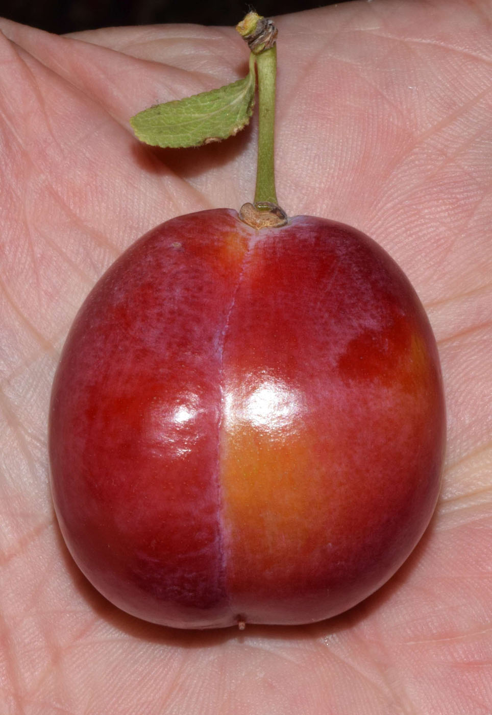 Image of Prunus domestica specimen.