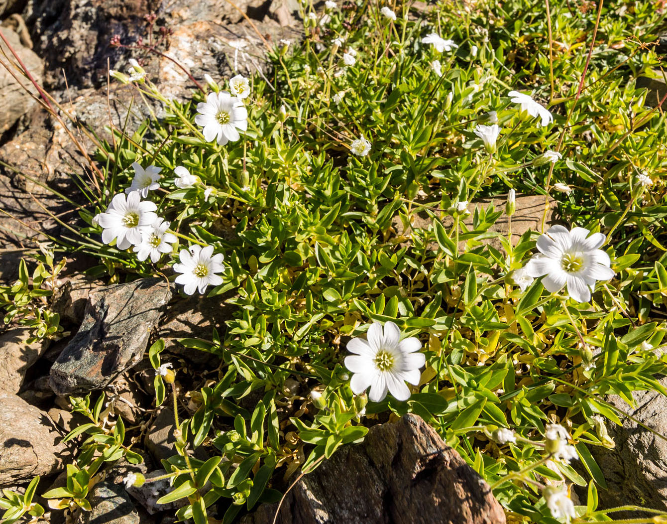 Изображение особи Cerastium polymorphum.