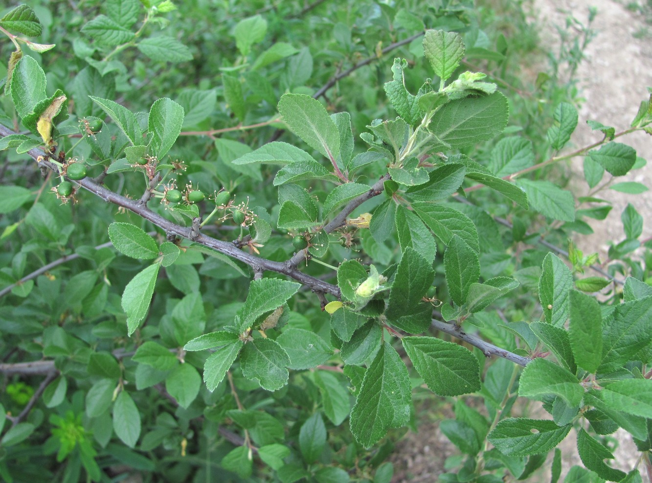 Image of Prunus salicina specimen.
