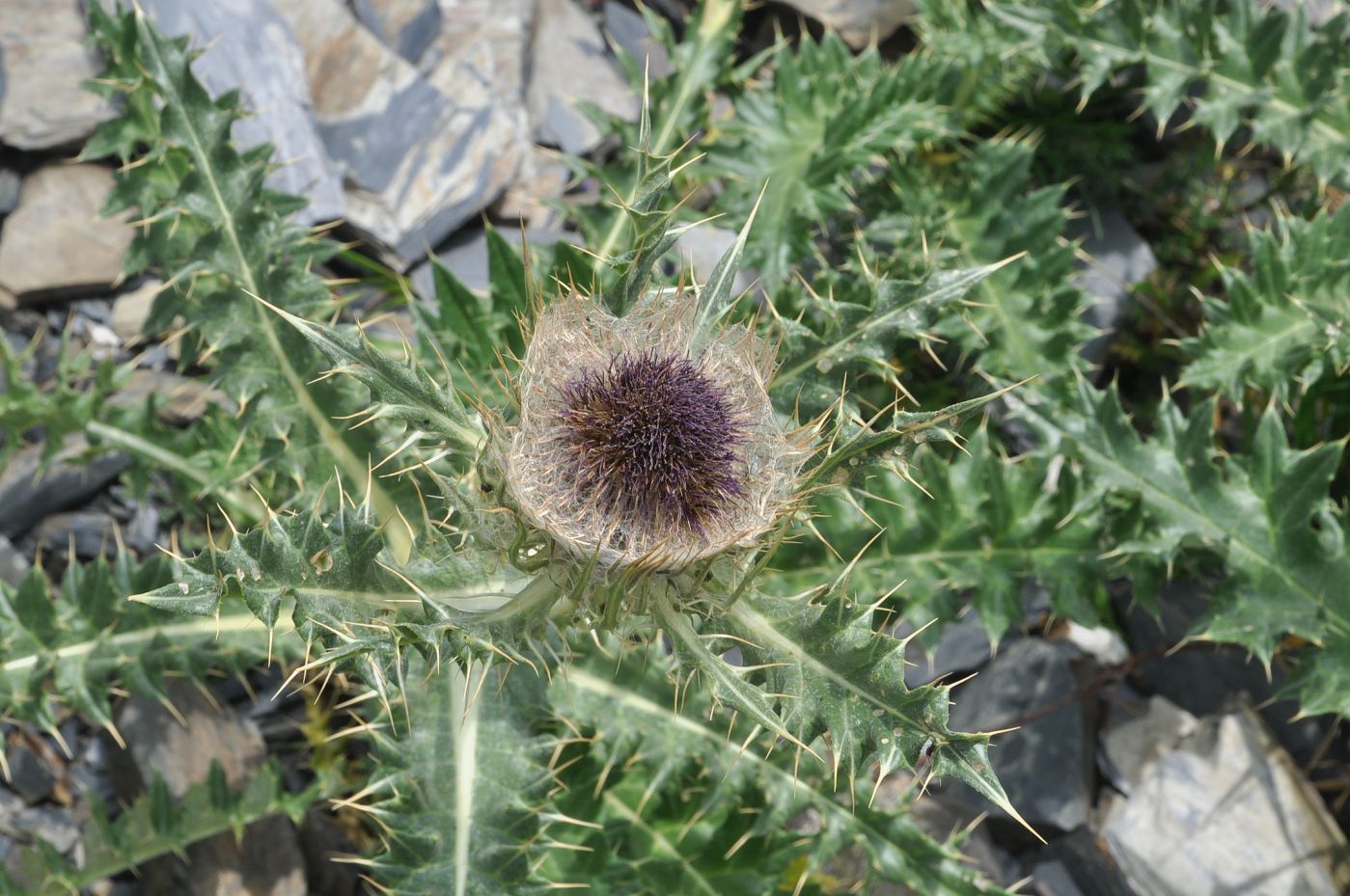 Image of Cirsium pugnax specimen.