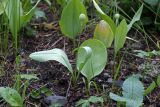 Erythronium sibiricum