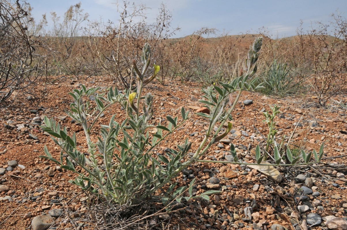 Изображение особи Astragalus turczaninowii.