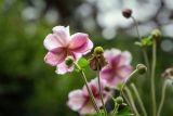 Anemone hupehensis