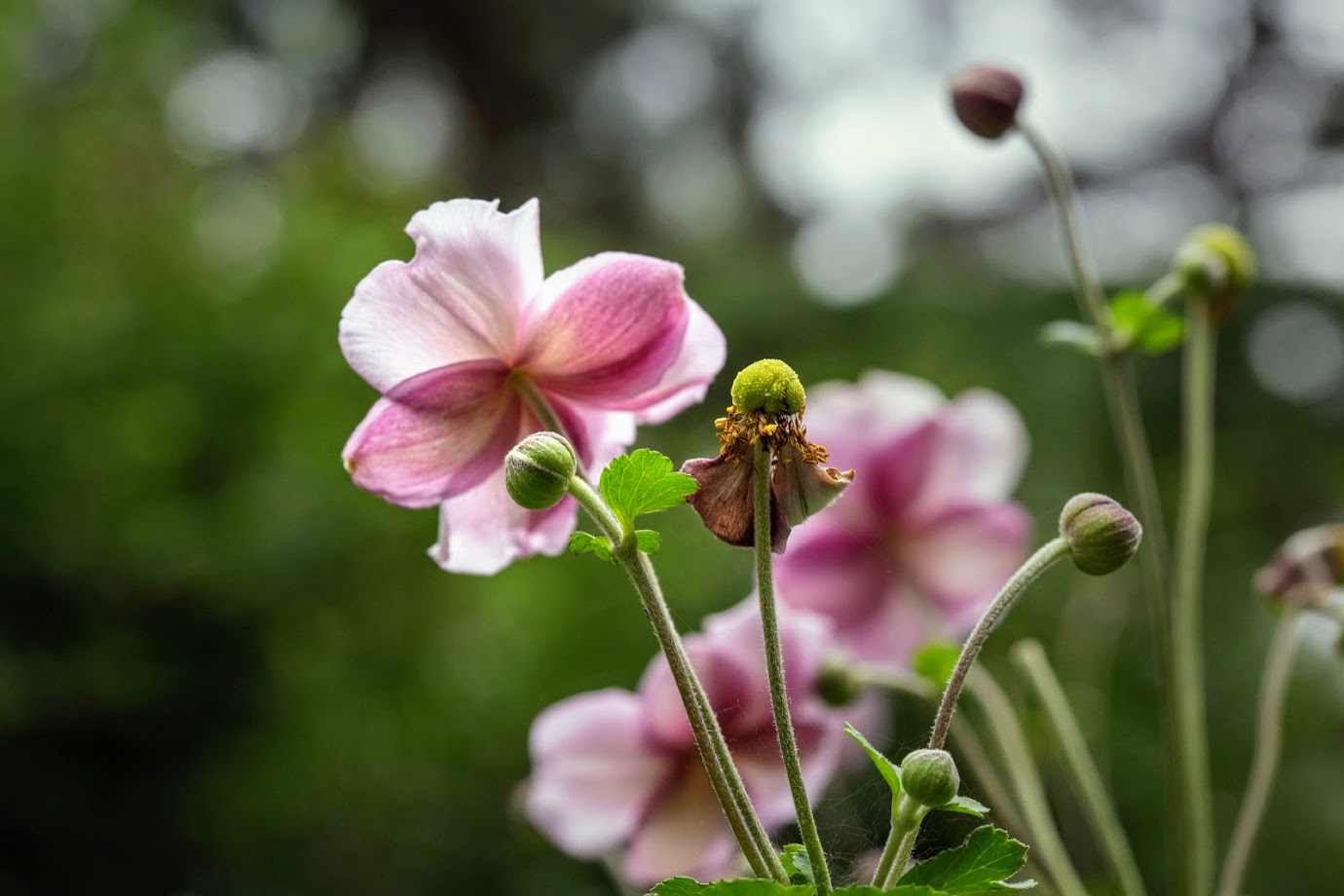 Изображение особи Anemone hupehensis.