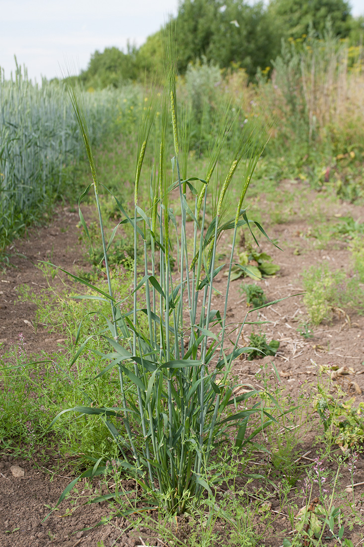 Изображение особи Hordeum distichon.