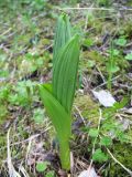 Veratrum lobelianum. Вегетирующее растение. Казахстан, Сев. Тянь-Шань, хр. Кетмень в окр. рудника \"Туюк\", ≈ 1900 м н.у.м., сев. макросклон гор под нижним краем ельников. 21 мая 2011 г.