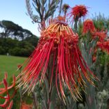 Leucospermum reflexum