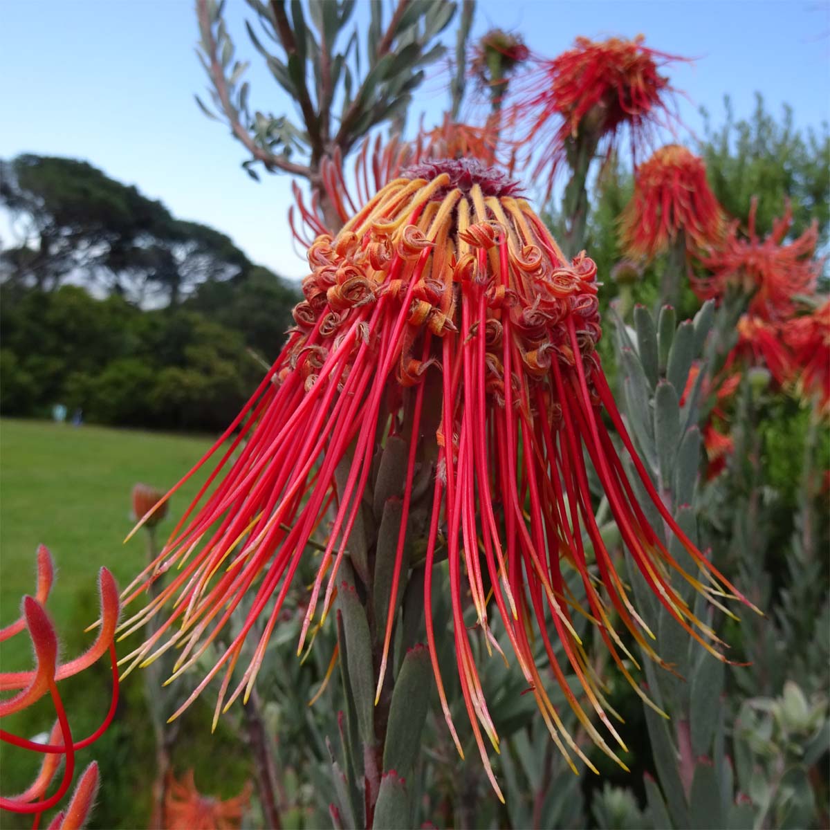 Изображение особи Leucospermum reflexum.