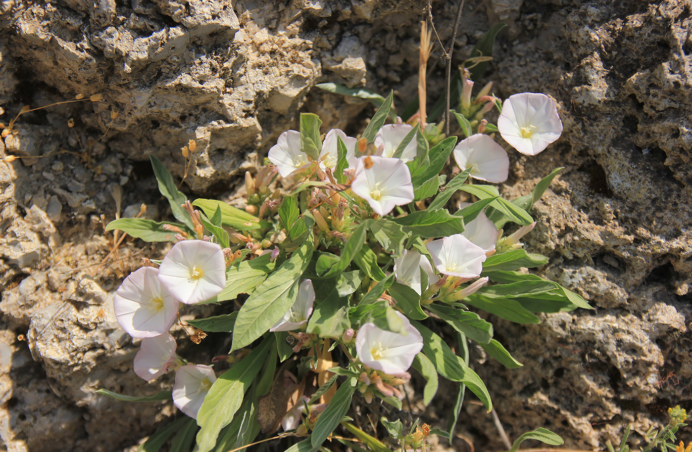 Image of Convolvulus lineatus specimen.