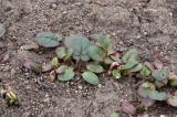 Rheum palmatum