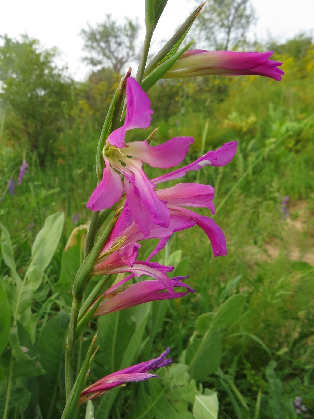 Image of Gladiolus italicus specimen.