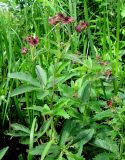 Comarum palustre