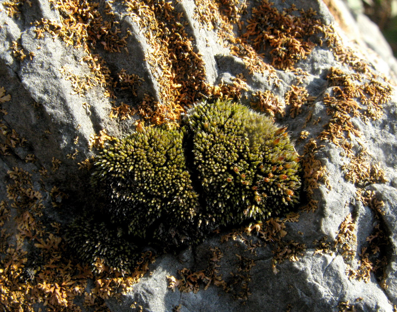 Image of Jaffueliobryum latifolium specimen.