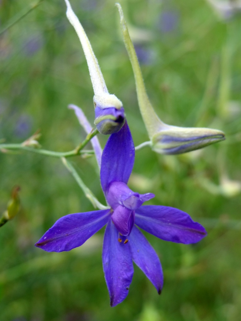 Image of Delphinium consolida specimen.