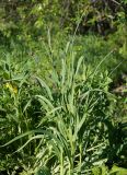 Allium obliquum. Бутонизирующее растение. Якутия, Алданский р-н, северная окр. г. Алдан, около огорода. 13.06.2016.