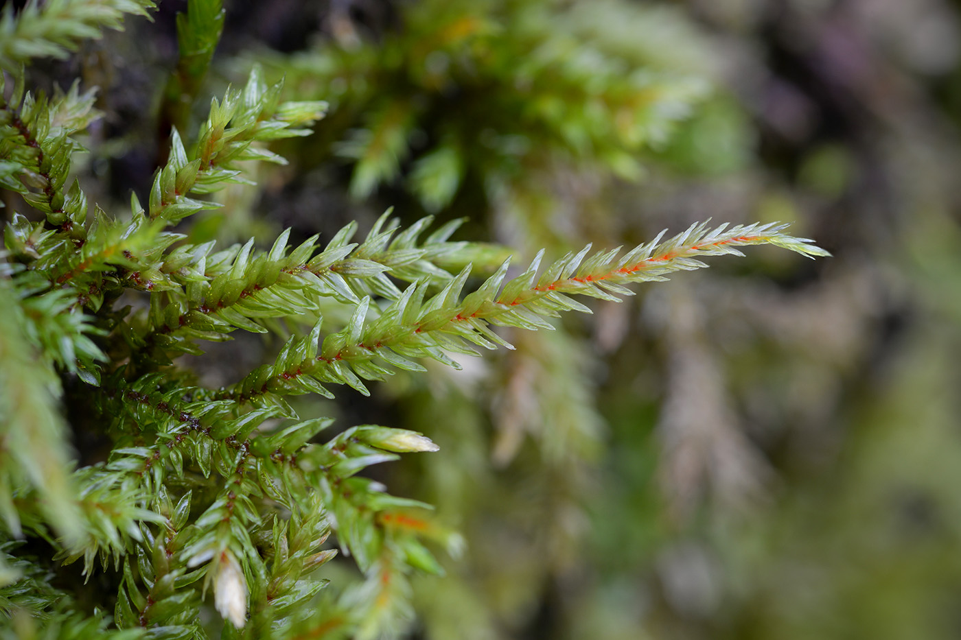 Изображение особи Climacium dendroides.