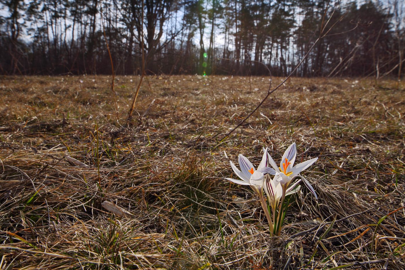 Изображение особи Crocus reticulatus.