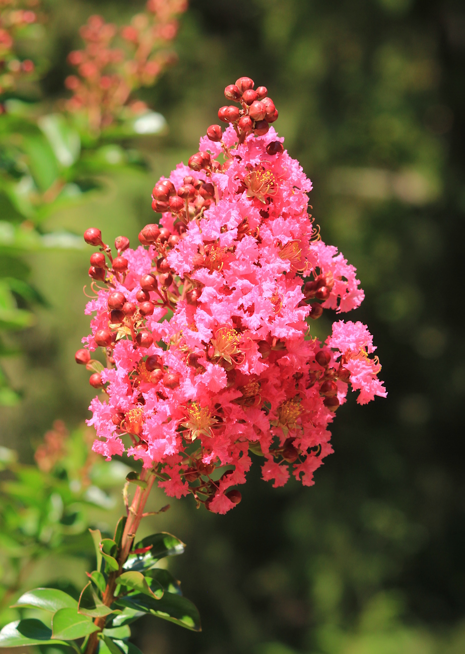 Image of Lagerstroemia indica specimen.